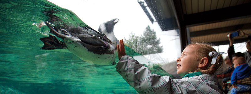 Small child with hand on glass wall of penguin tank with penguin on the other side of glass