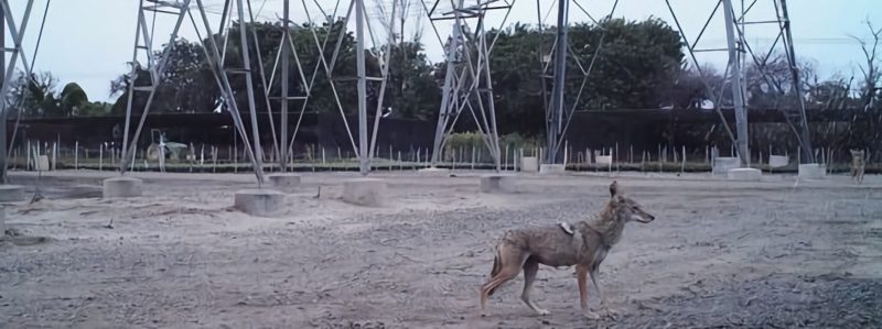 A coyote stands near some power lines at dusk.