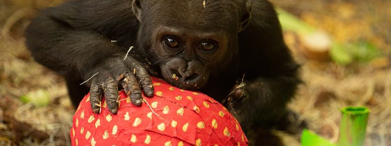 A young gorilla playing with a strawberry enrichment toy.