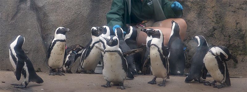 Penguins surround a crouching zookeeper with food.