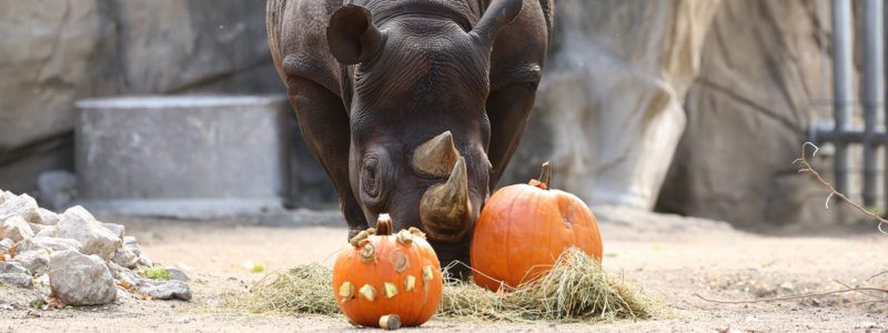 A rhino playing with a pumpkin enrichment treat.