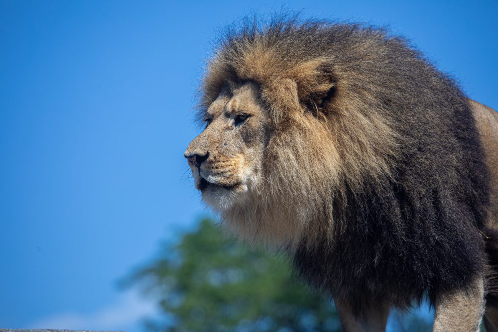 World Lion Day