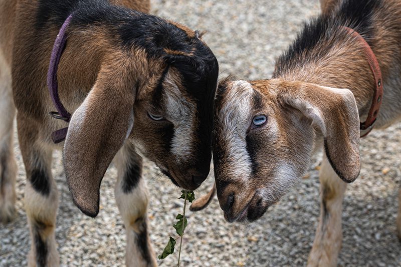 Fall Pumpkin Enrichment – Domestic Goats